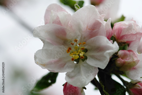 Fototapeta Naklejka Na Ścianę i Meble -  beautiful white-red apple tree flower from my garden close-up
