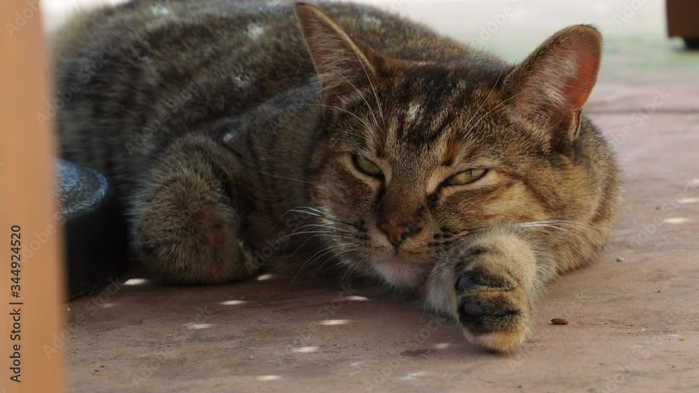 cat resting on a hot day under a table cat resting on a hot day under a table