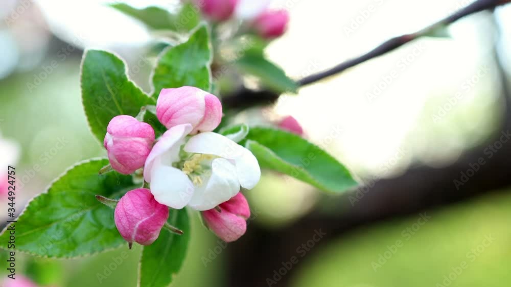 Apple tree with flowers blooming in spring
Apple tree with flowers blooming in spring