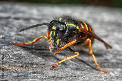 Wasp in nature. Dangerous wasp on the gray wood close-up.