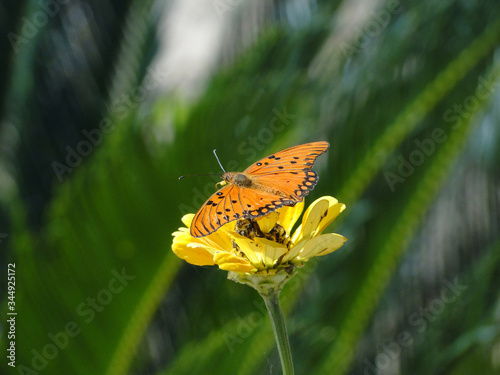 Borboleta 