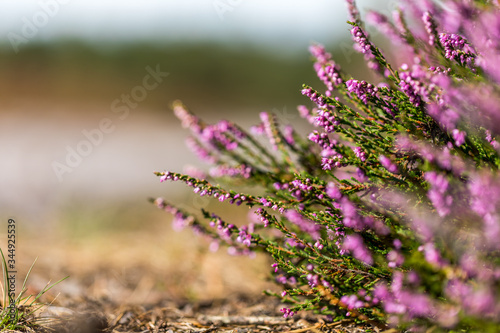 Besenheide in der Kirchdorfer Heide, Niedersachsen, Deutschland