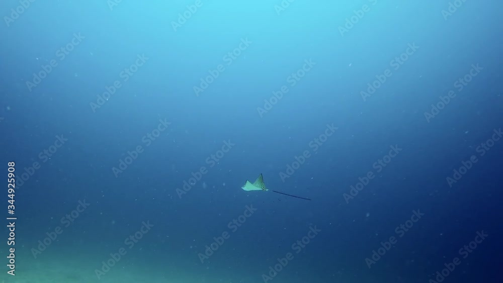 Slow motion shot of stingray swimming over ocean floor, aquatic animal in deep blue sea - Nusa Penida, Bali Slow motion shot of stingray swimming over ocean floor, aquatic animal in deep blue sea - Nusa Penida, Bali