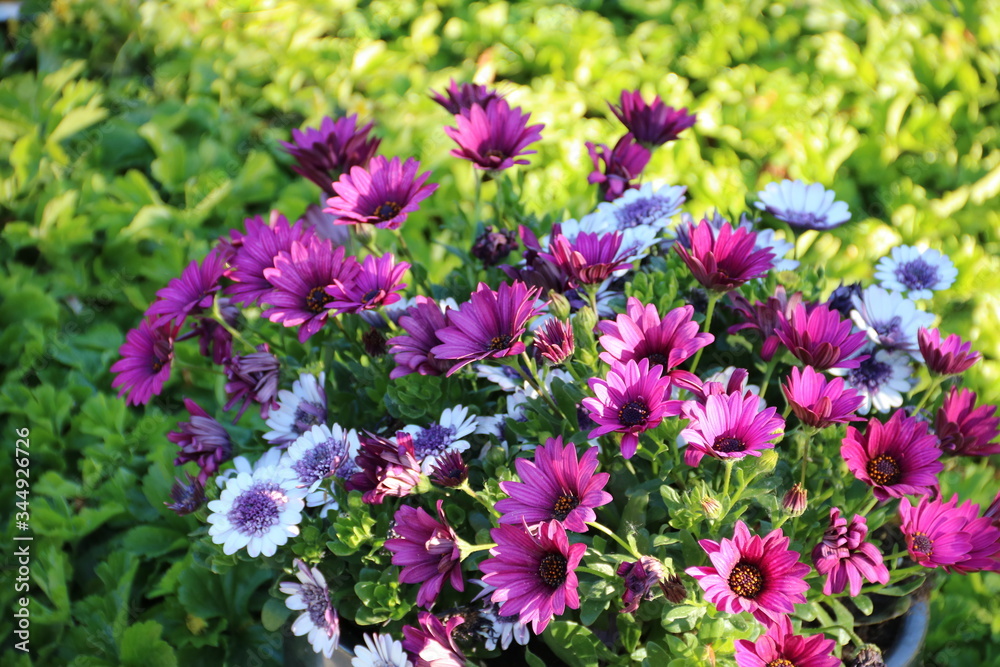 Margeriten von Bornholm blühen lila in der Natur Margeriten von Bornholm blühen lila in der Natur