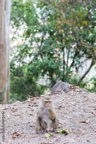 Monkey with a banana on the way to monkey mountain