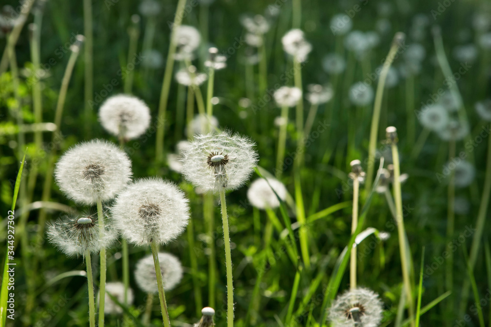 Dandelion on green grass