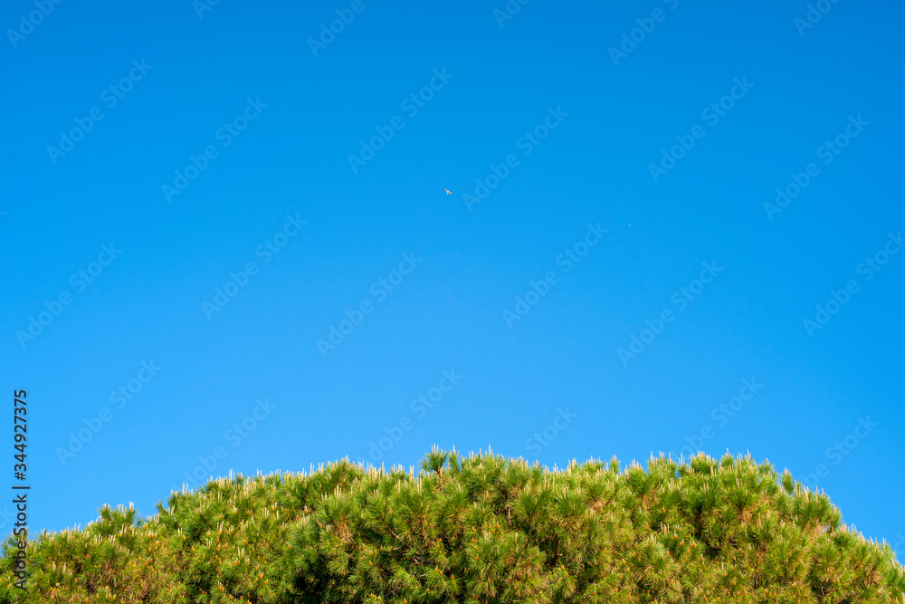 Background with pine tufts and blue sky Background with pine tufts and blue sky