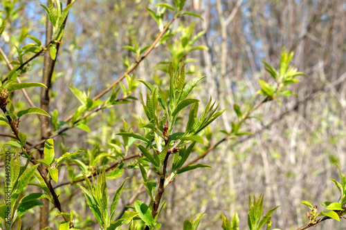Little leaves blooming on branches close-up.