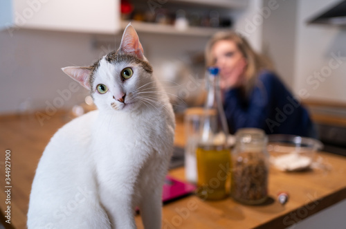 Close-up of a cat sitting at the kitchen table with its head turned sideways