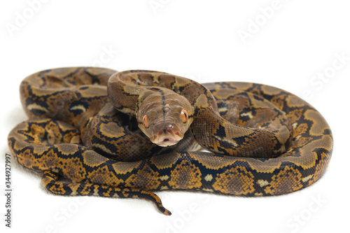 Reticulated Python (Python reticulatus) isolated on white background.
 photo