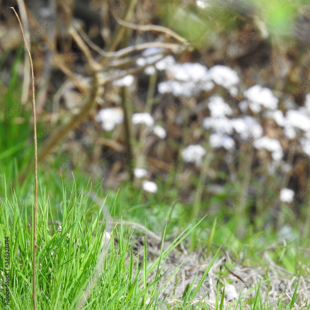 small flowers and young grass small flowers and young grass