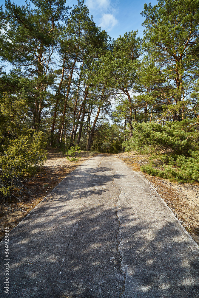 abandoned concrete road in the pine spring forest