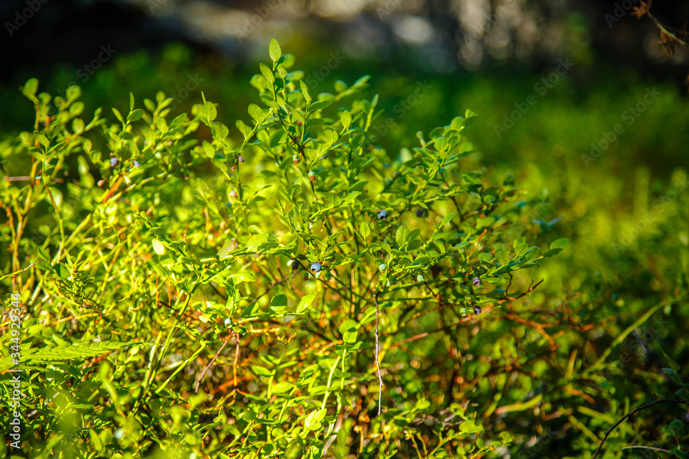 wild bush of blueberry with fruits in sunny forest during summer wild bush of blueberry with fruits in sunny forest during summer