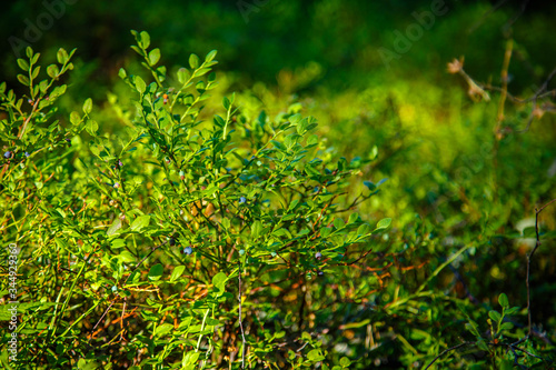 wild bush of blueberry with fruits in sunny forest during summer