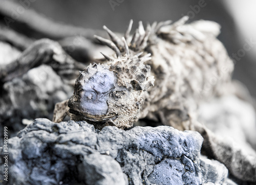 Iguana de Galapagos, San Cristobal, Ecuador photo