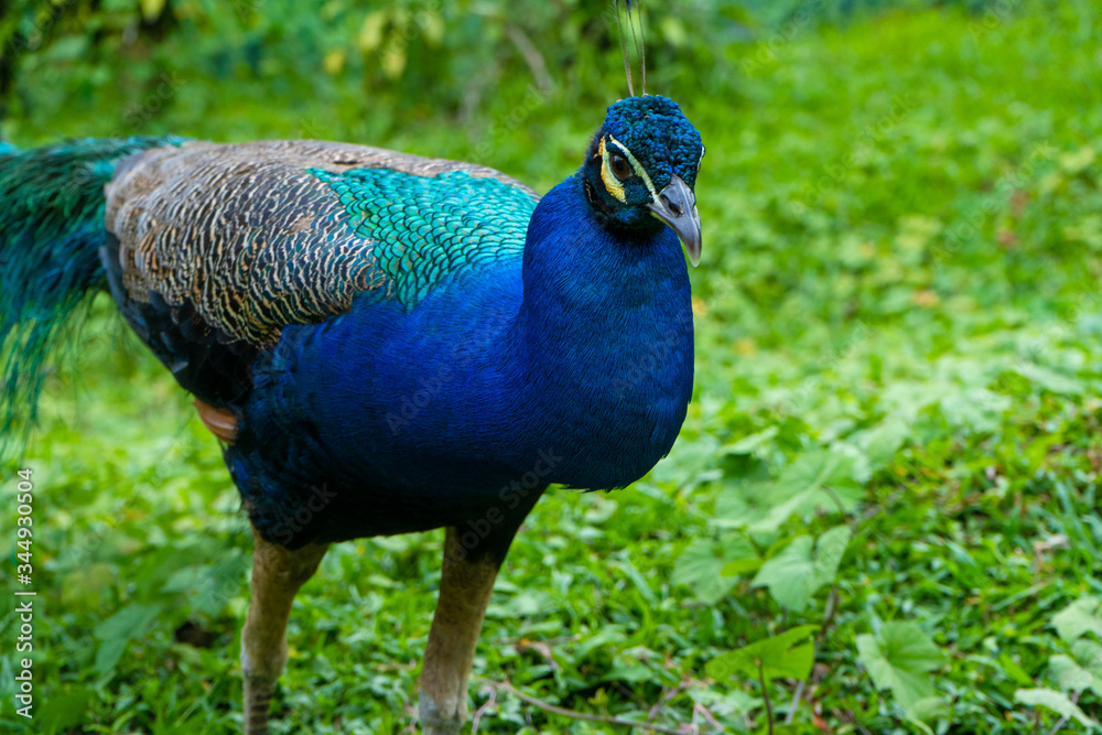A beautiful manicured peacock walks in a green bird park. A beautiful manicured peacock walks in a green bird park.