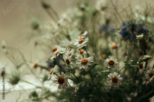 Bouquet of wildflowers (chamomiles). Stand on a white windowsill at the window in the room. © Marina
