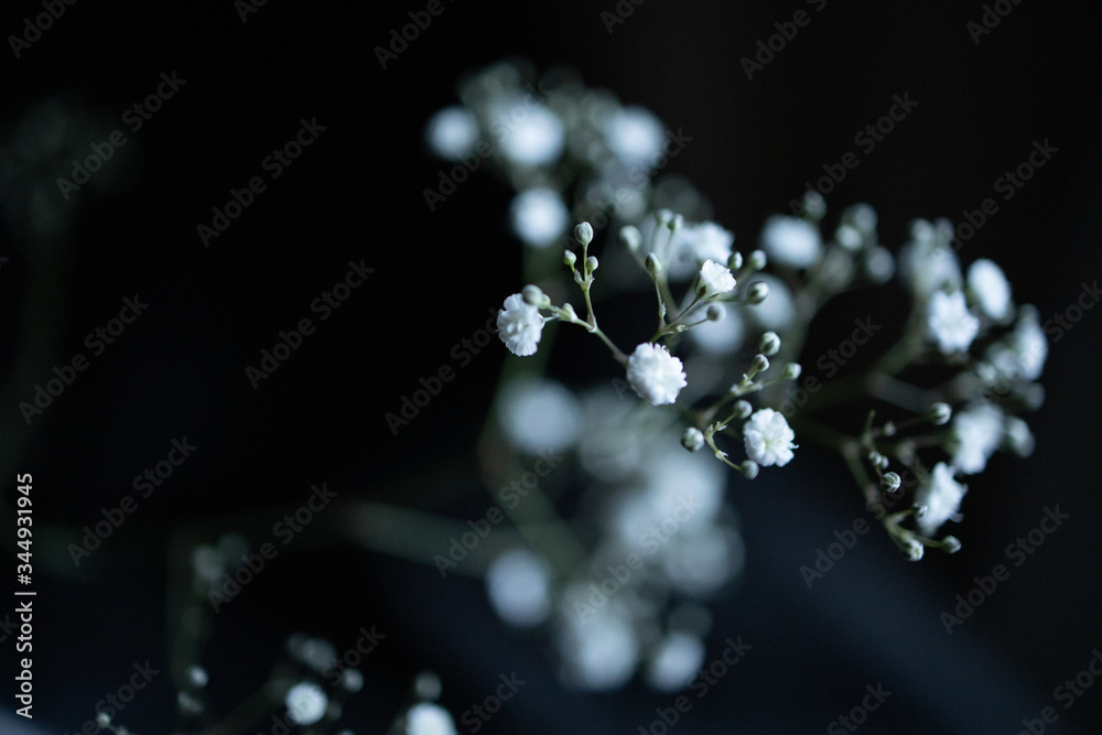雪のような花