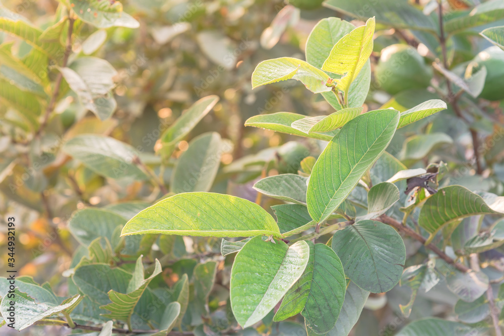 Tropical guava tree with young leaves growing and blurry fruits in background Tropical guava tree with young leaves growing and blurry fruits in background