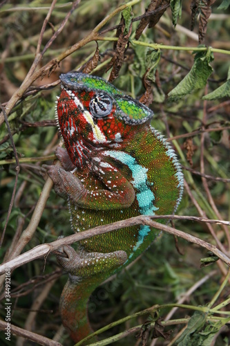 Madagascar Asie Gecko vert nature couleurs beau araignée 
