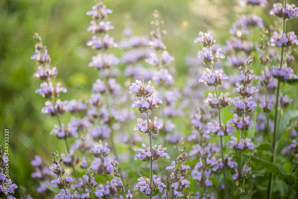 Salvia officinalis (common sage), a small evergreen subshrub used as a culinary herb Salvia officinalis (common sage), a small evergreen subshrub used as a culinary herb