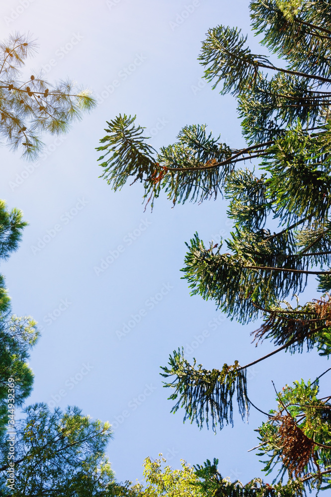 Silhouettes of branches of coniferous trees against blue sky. Pine trees and araucaria tree. Montenegro, Tivat