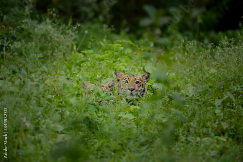 Royal Bengal Tiger Cubs In Indian Forest