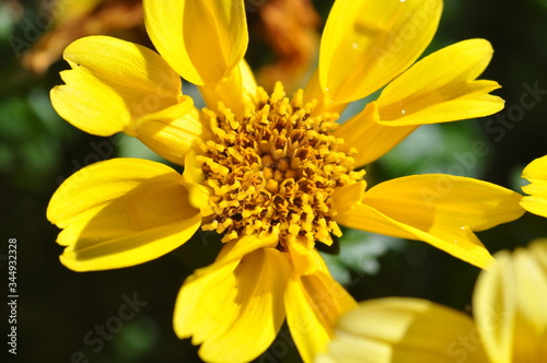 Blume - Flower - Gelb - Makro - Fr  hlingserwachen 