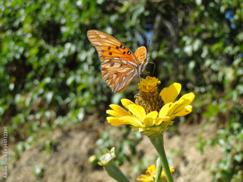 Borboleta 