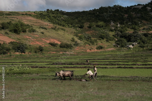 Asie Madagascar beau culture nature riz couleurs vert lourd auto voiture charges vidage contraste paysage  © thierry