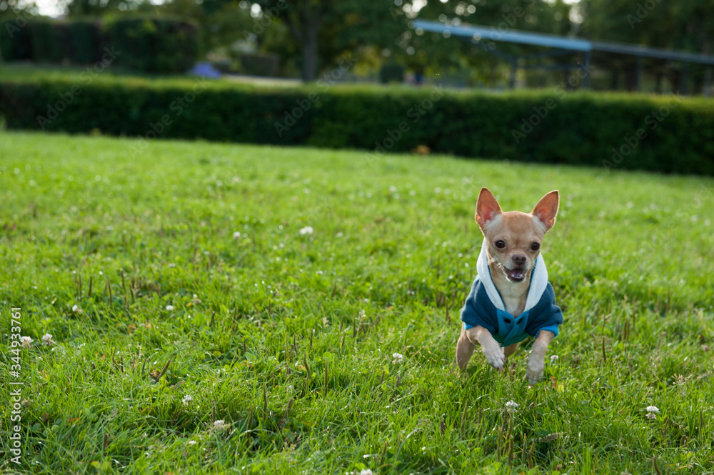 chihuahua corriendo