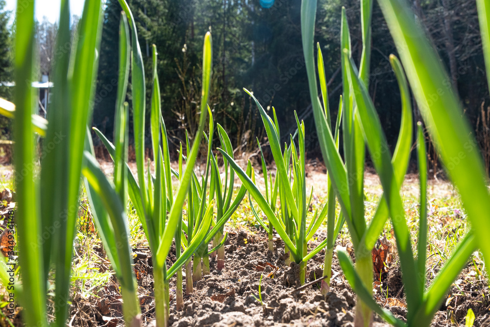 Obraz premium Green sprouts of garlic grow from the ground, farming.
