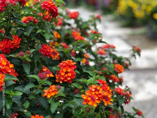 red and yellow flowers