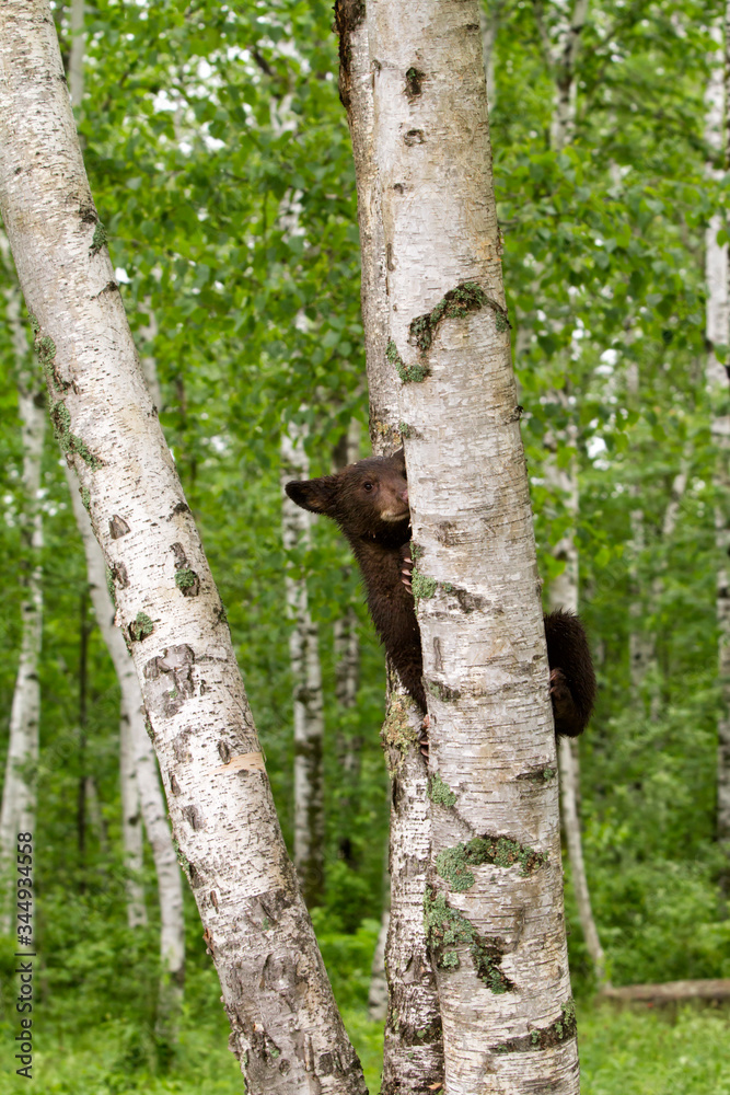 Obraz premium Black Bear Cub Climbing Birch Tree