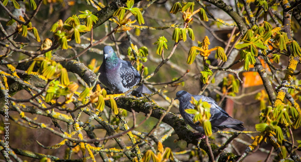 Obraz premium Pigeons on a branch