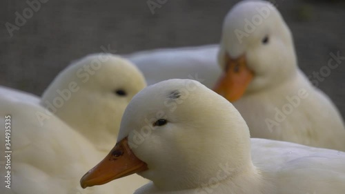 Observe a pure white duck