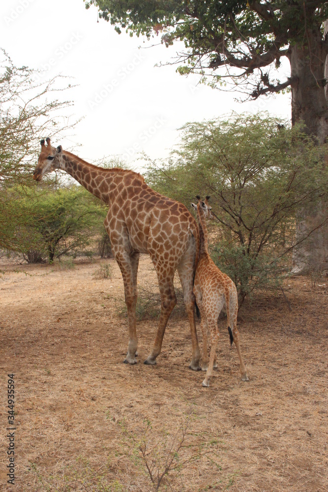 Obraz premium giraffe in the savannah