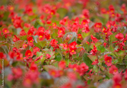 Beautiful red flower background from blossoming Begonia semperflorens