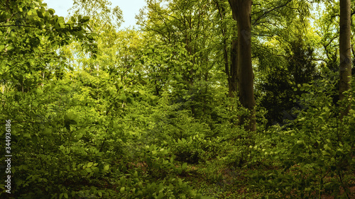 Green forest details in springtime