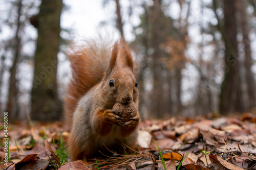 Squirrel in the forest on a stump eats a nut