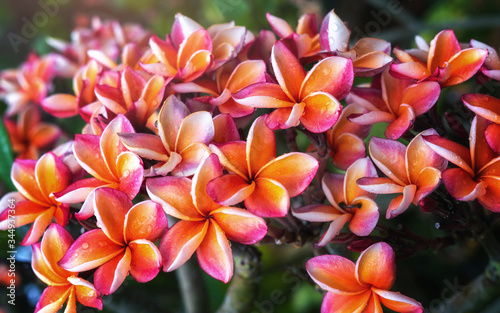 Plumeria flower pink yellow and white frangipani tropical flower  plumeria flower blooming on tree  spa flower
