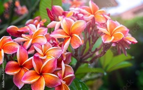 Plumeria flower pink yellow and white frangipani tropical flower, plumeria flower blooming on tree, spa flower