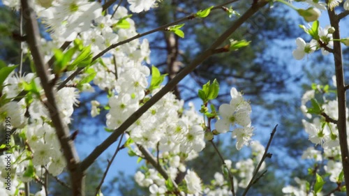 white cherry blossoms on branches moved by the wind in the spring forest