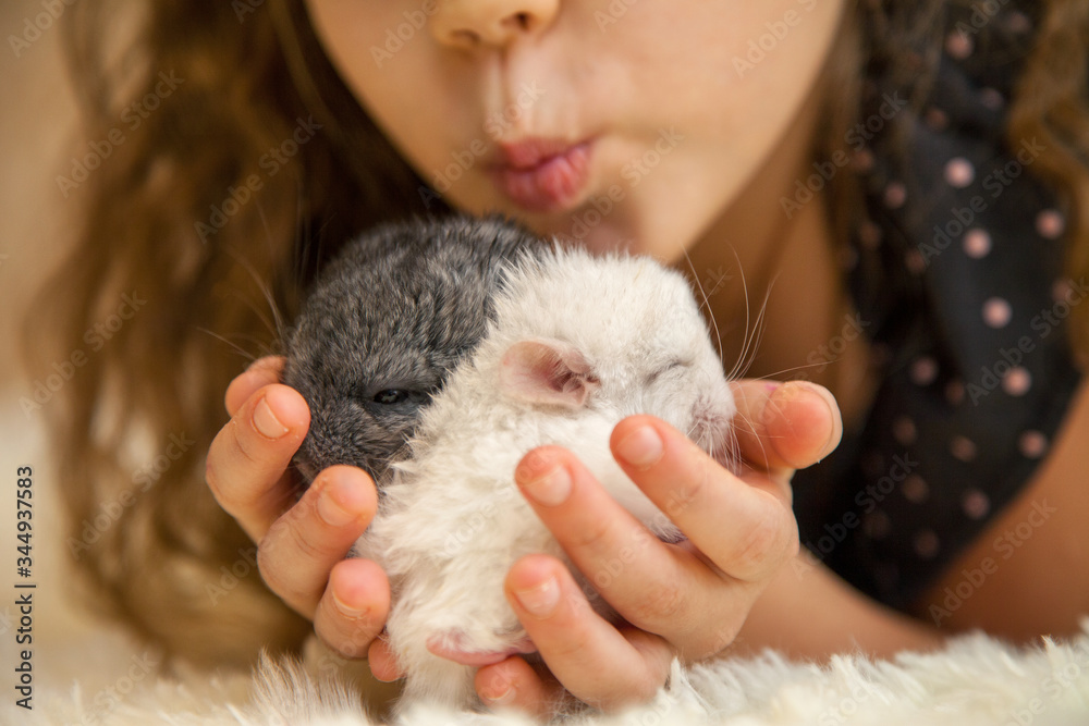 Girl with a little fluffy chinchilla Girl with a little fluffy chinchilla