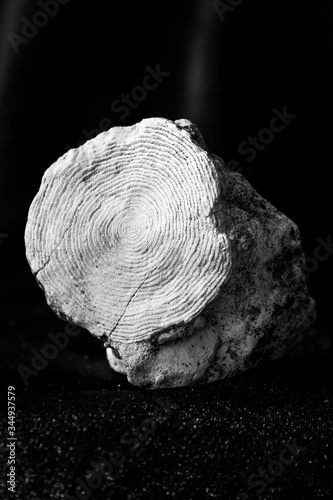 Fossilized mollusk remains - nummuliteson a black background