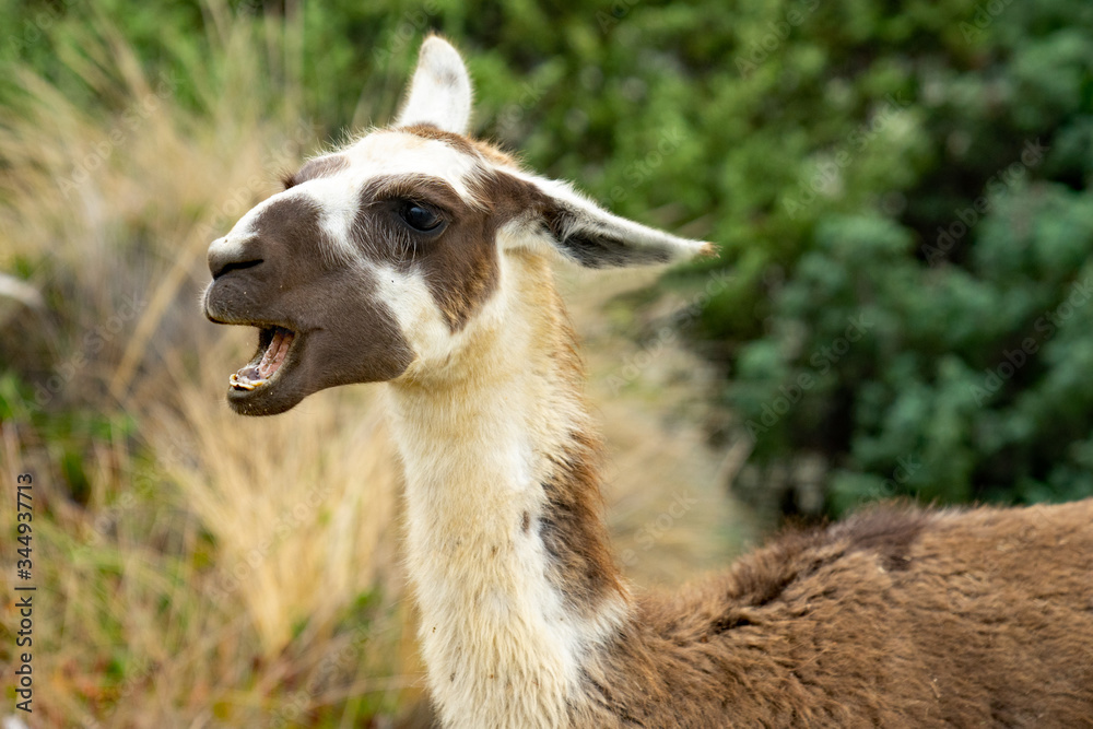 Obraz premium Geflecktes Lama