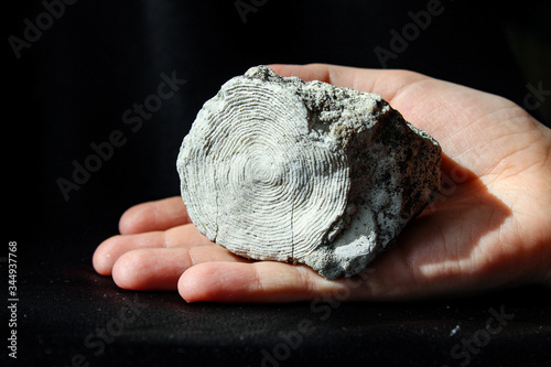 Fossilized mollusk remains - nummulites  in the palm of your hand