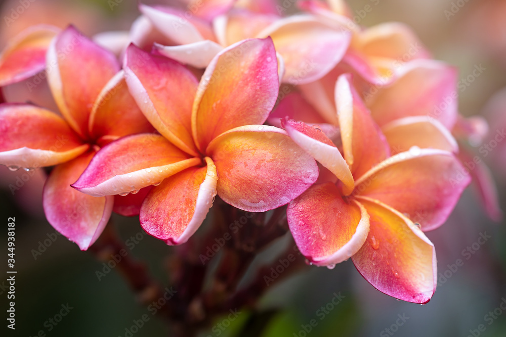 Plumeria flower pink yellow and white frangipani tropical flower, plumeria flower blooming on tree, spa flower Plumeria flower pink yellow and white frangipani tropical flower, plumeria flower blooming on tree, spa flower