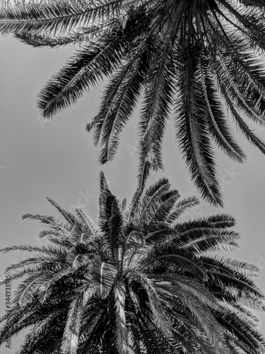Black and White Photography of Palm trees seen from below