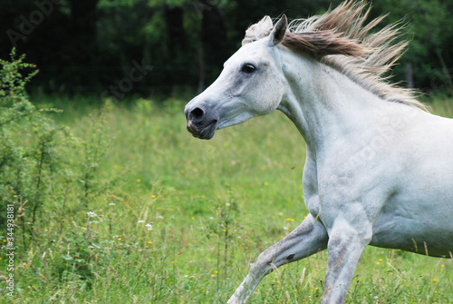 Cheval Blanc © Jean